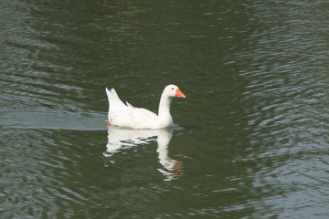 Obraz premium swan on the water