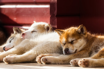 Cute Greenland dog puppy, Greenland © Mikael