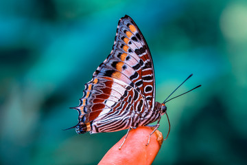 Closeup beautiful butterfly in a summer garden