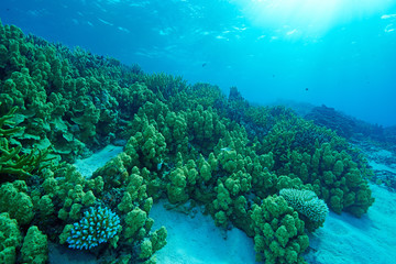 Naklejka na ściany i meble Coral forest