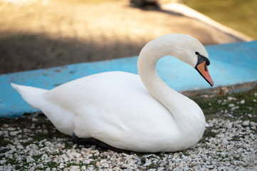 beautiful snow-white swan sits on the shore of a pond. elegant bird with white feathers at the zoo. pure swan