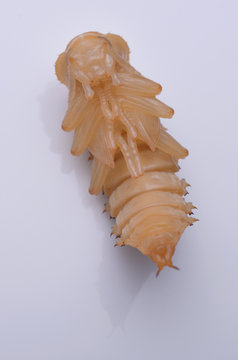 Pupa of darkling beetle (Zophobas morio) isolated on white background