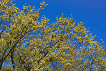 瑞々しい新緑の木