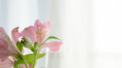 Close up of pink alstroemeria flowers.