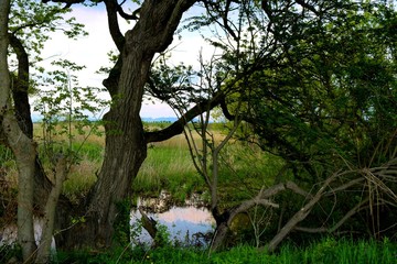 Obraz premium 春 渡良瀬 河川敷 川 風景 杤木