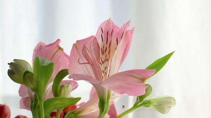Close up of pink alstroemeria flowers.