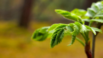 Forest by the sea, Conifers, green moss, small trees, green forest, green bedding. Brown trees, green plant, leaf

