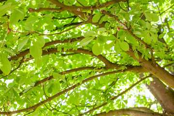 Fototapeta premium springtime