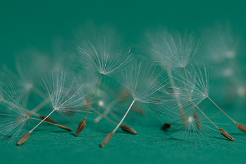 Dancing dandelion seed heads