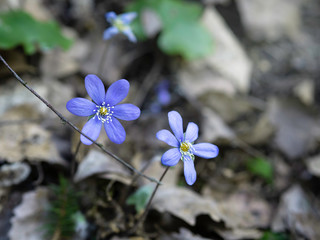Hepatica, liverleaf, liverwort (Hepatica nobilis) blue spring flowers growing on the woodland,...