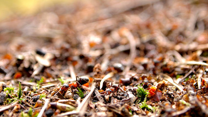 Ants, forest litter, coniferous forest. Old forest by the sea, tree bark and large ants
