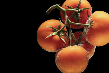 red tomatoes on a branch. Black background with copyspace