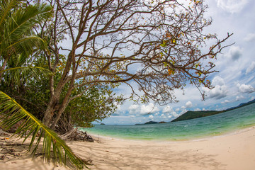 tropical beach with palm trees