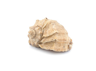Seashell isolated on white background