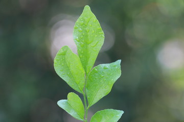 green leaves background