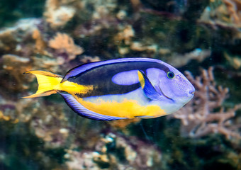 Pacific blue tang fish in the aquarium
