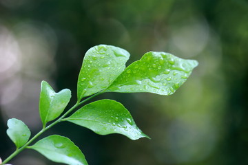 green leaf with water drops