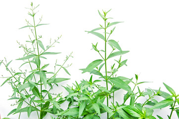 Leaves and buds on the branches of  Kariyat trees  