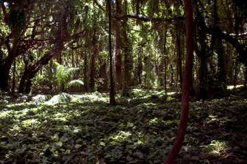 Hawaii Urwald