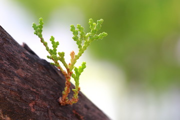 green leaves on a tree