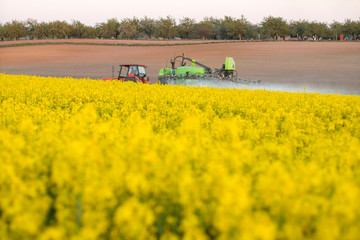 Rape field and tractor spraying