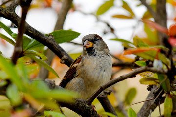 House Sparrow (Passer domesticus)