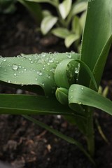 Green Tulip with dew in the garden