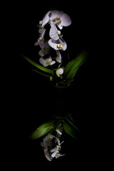 white orchid plant with dark background