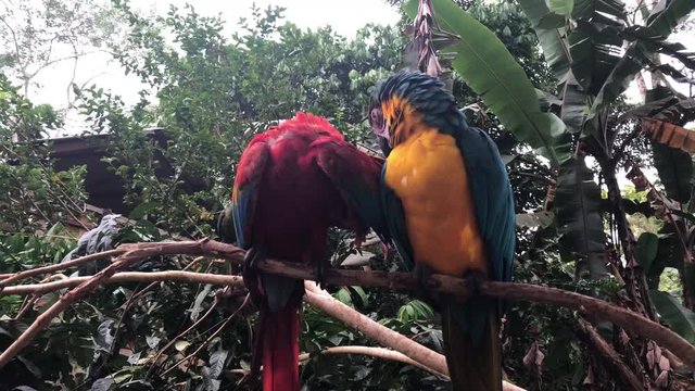 Two papagayos taking care of each other in the amazon rainforest. View of two colorful parrots in the middle of the jungle. Parrots scratching themselves in Peru.