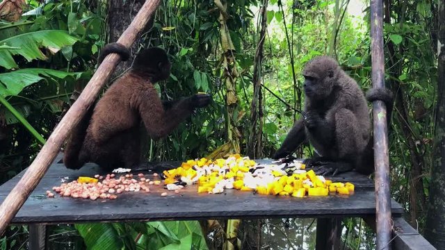 Two monkeys eating in the middle of the jungle. View of two little primates eating fruit in the jungle of Peru.