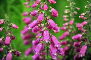 Beautiful pink flowers growing in the mountainous regions of Norway.