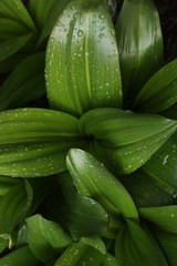 Beautiful green plant with dew in the garden