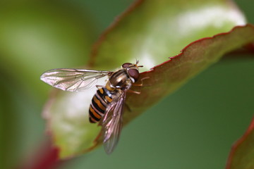 Macro Natura 