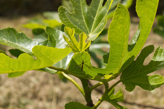 Moustique appel&eacute; cousin mais son vrai nom est tipule pos&eacute; sur des feuilles de figuier arbre fruitier dans un jardin du sud ouest en ce nouveau jour de printemps