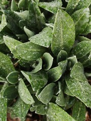 Beautiful green plant with dew in the garden