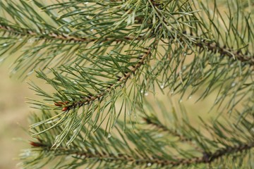 Green pine with dew in the Park