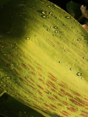 Beautiful green leaf plants with dew macro