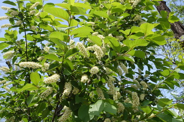 Blossoming branches of Prunus serotina in May