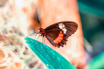 Beautiful  heliconius  butterfly  sitting on flower in a summer garden