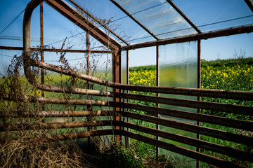 Szklarnia, pole rzepaku w tle. © Michał Magiera