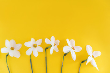 Closeup of five fresh spring white daffodils at the bottom of image at yellow background, copy space, mother day concept