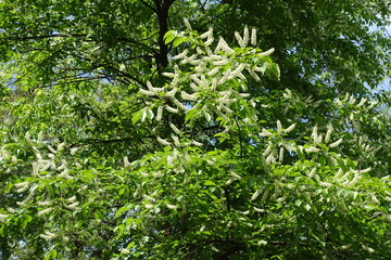 Lots of white inflorescences in the leafage of Prunus serotina tree in mid May