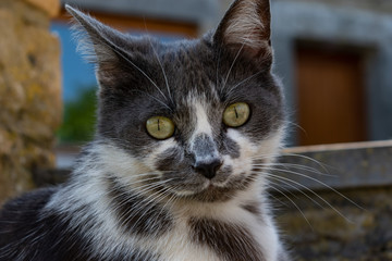 Mon petit chat Henna