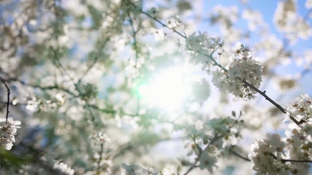 The coming of spring and the awakening of nature. Cherry tree with blooming branches against the backdrop of the bright sun. 
