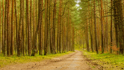 Amazing green forest in spring. Gdansk Sobieszewo, Poland.