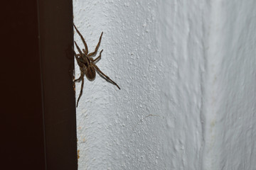 european spider on the wall in Samothraki