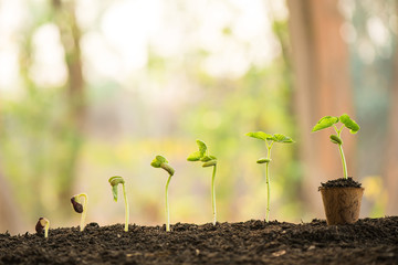 plant growing in morning light green nature bokeh background, new life, business financial progress cultivation. agriculture, horticulture. plant growth evolution from seed to sapling, ecology concept