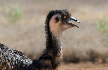 Close up of an ugly emu bird head
