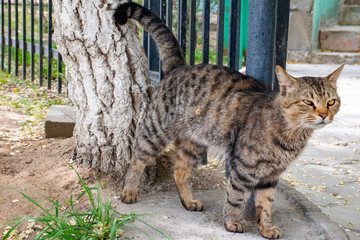A cat with an interesting facial expression.