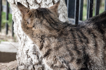 Rear view of the cat, the back of the cat.